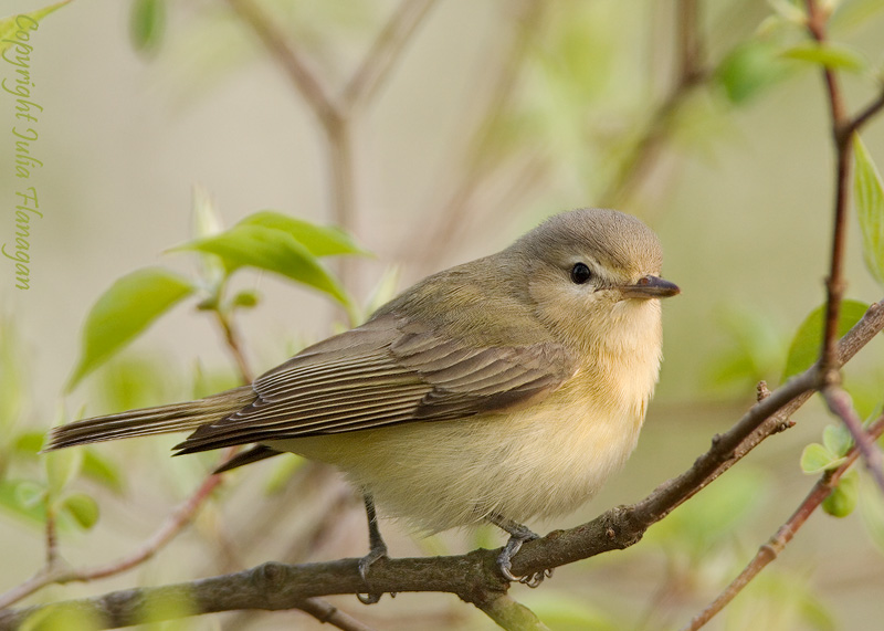 Pretty Warbling vireo