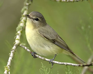 Pretty Warbling vireo