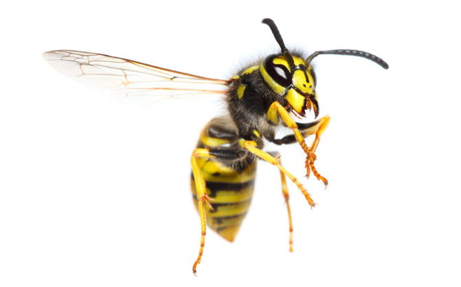 Nice Wasp and Hornet