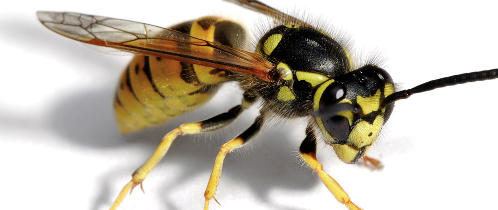 Photo Wasp and Hornet