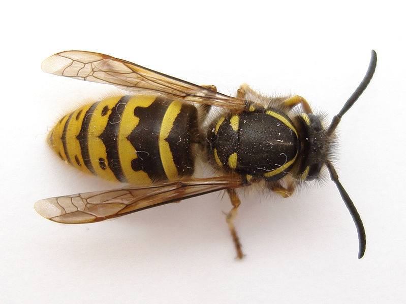 Wasp and Hornet wallpaper