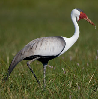 Wattled crane