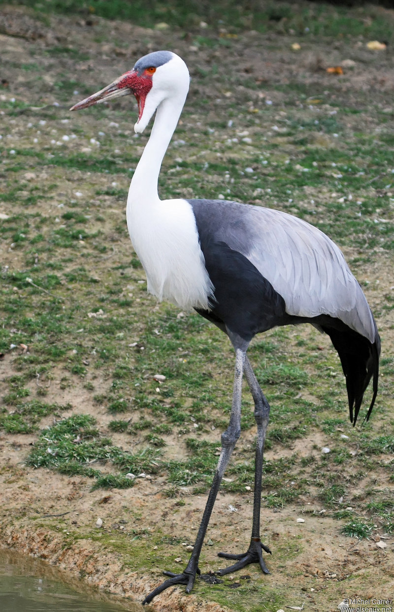 Pretty Wattled crane