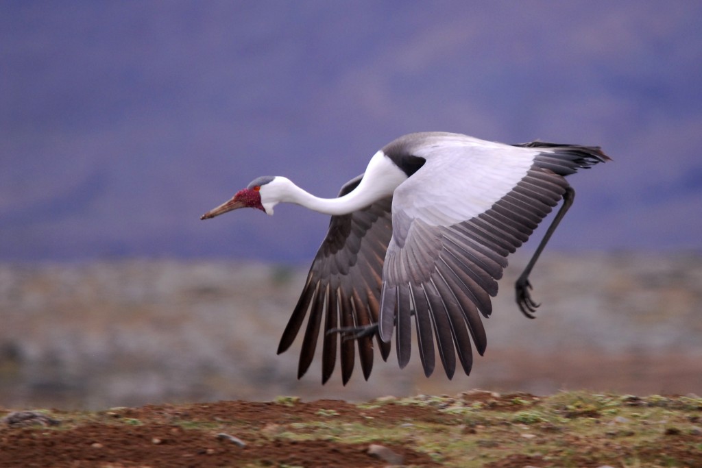 Pretty Wattled crane