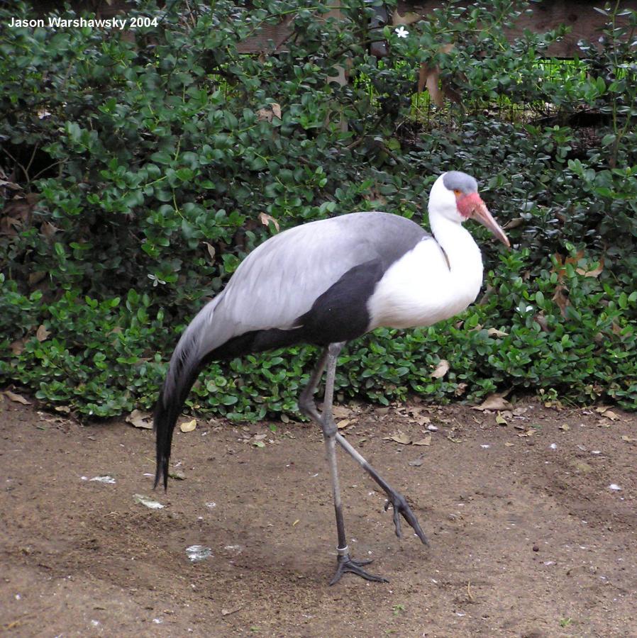 Pretty Wattled crane