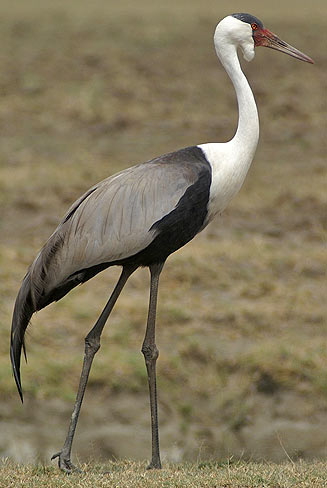 Pretty Wattled crane