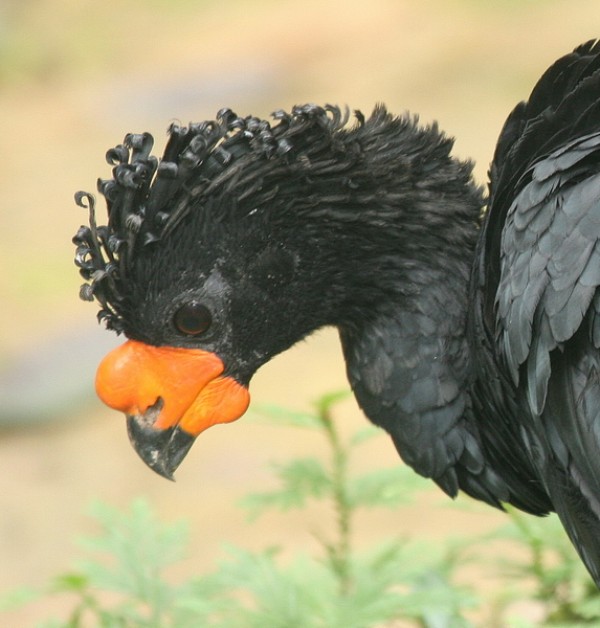 Wattled curassow