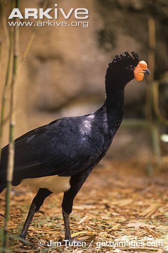 Pretty Wattled curassow