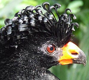 Pretty Wattled curassow