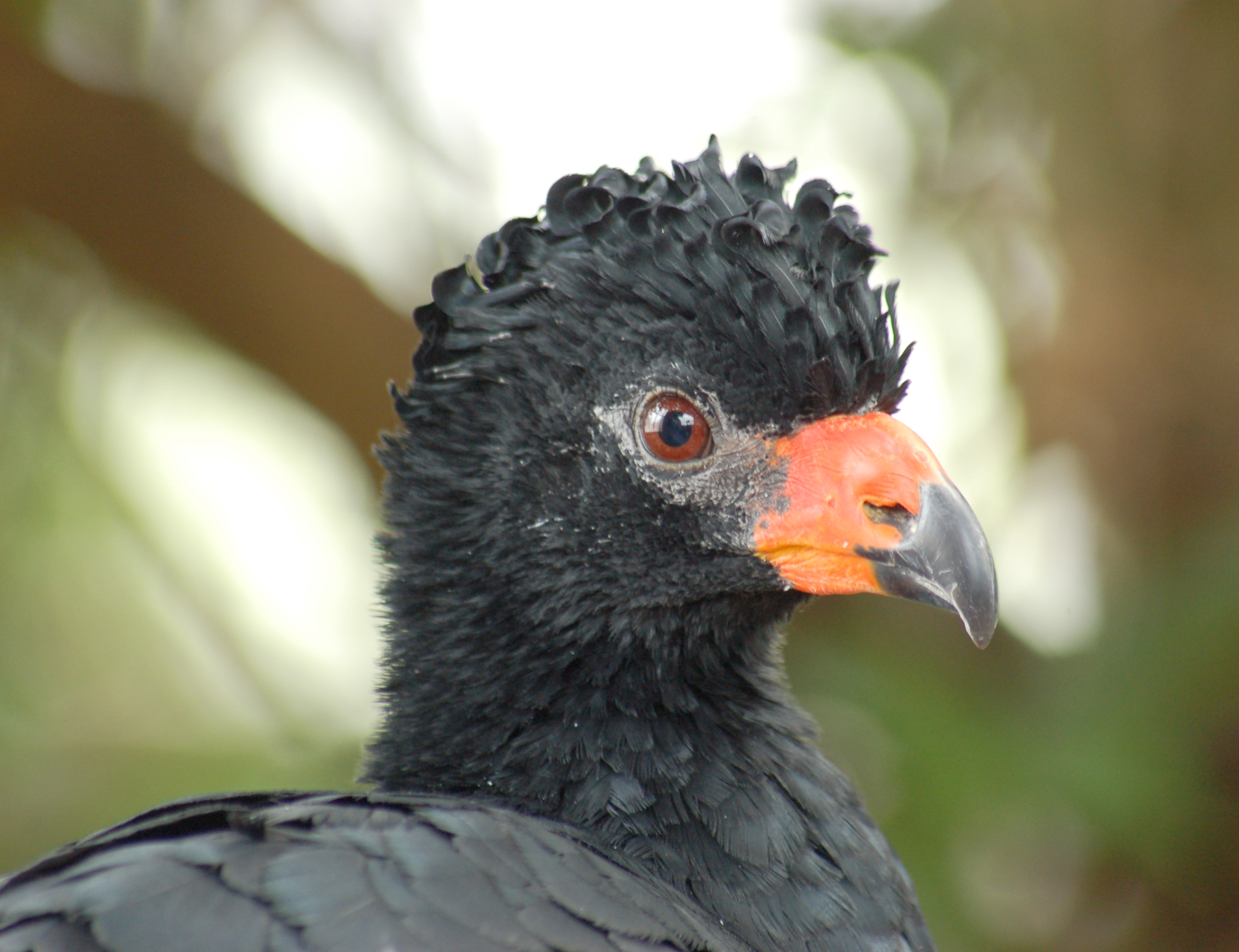 Pretty Wattled curassow