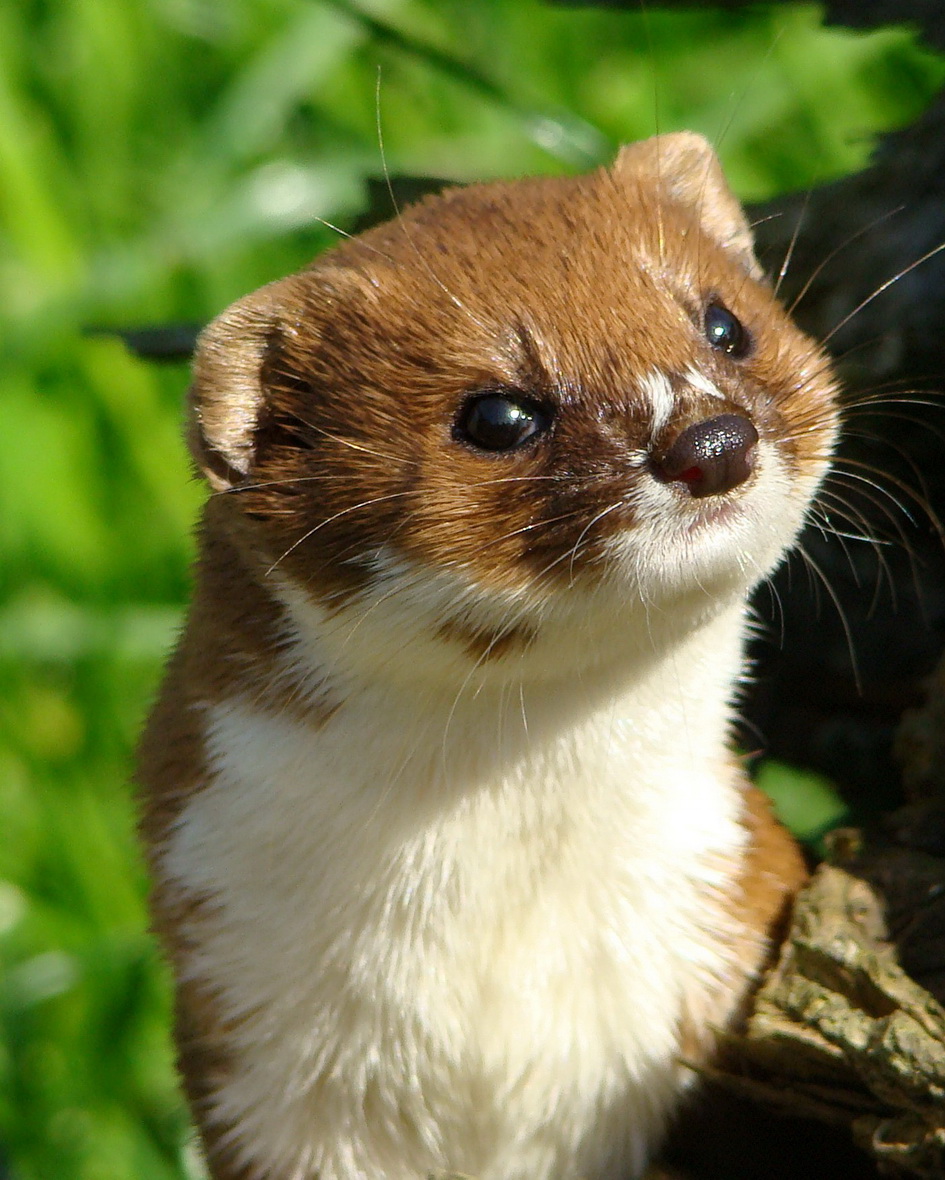 Nice Weasel