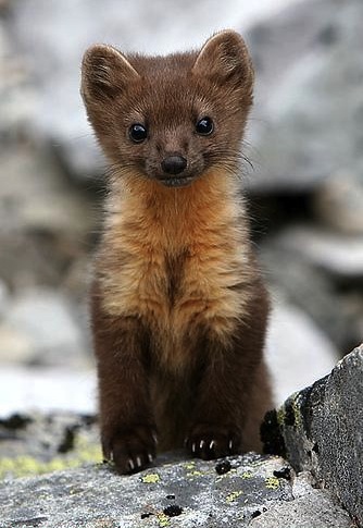 Cool Weasel