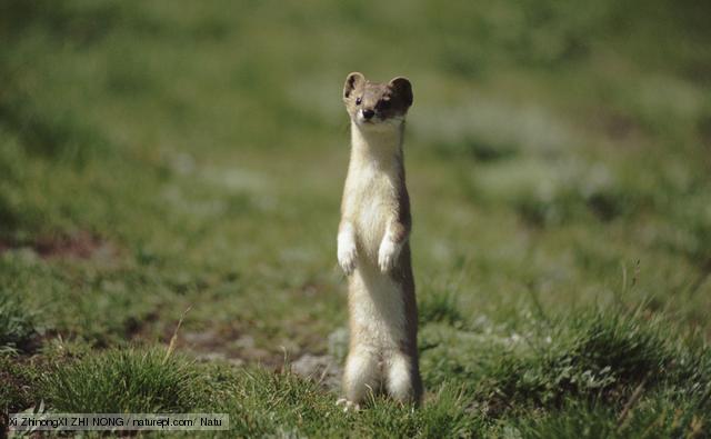 Pretty Weasel