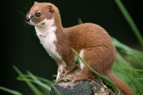 Wallpaper Weasel