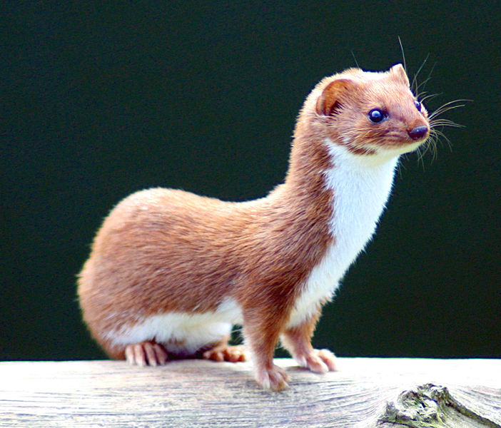 Weasel photo 
