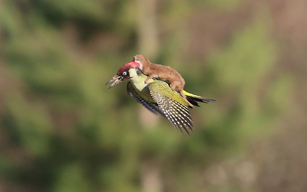 Weasel wallpaper