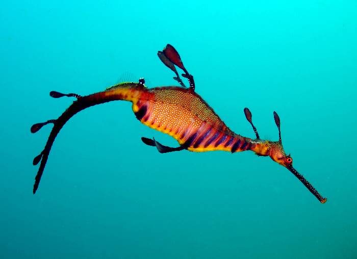 Weedy seadragon