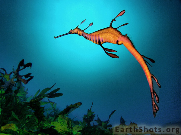 Pretty Weedy seadragon