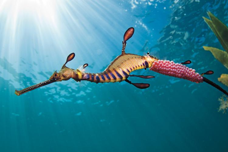 Pretty Weedy seadragon