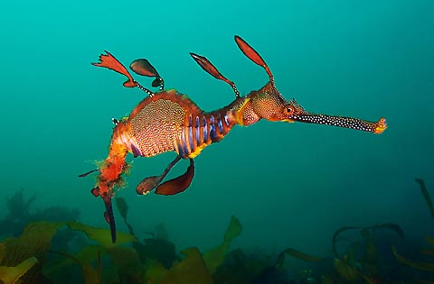 Pretty Weedy seadragon