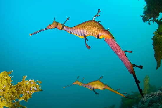Pretty Weedy seadragon