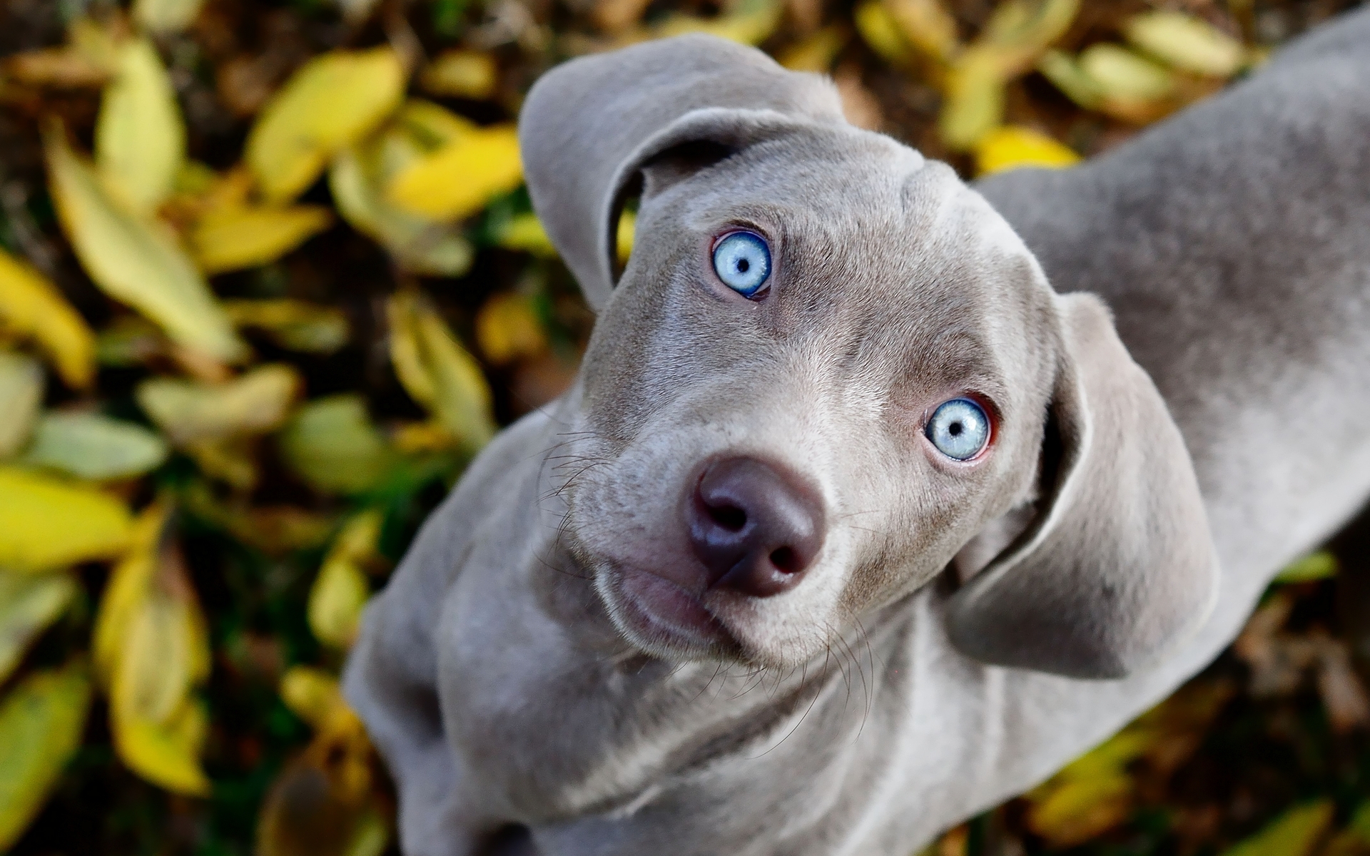 Weimaraner - Dog Breed
