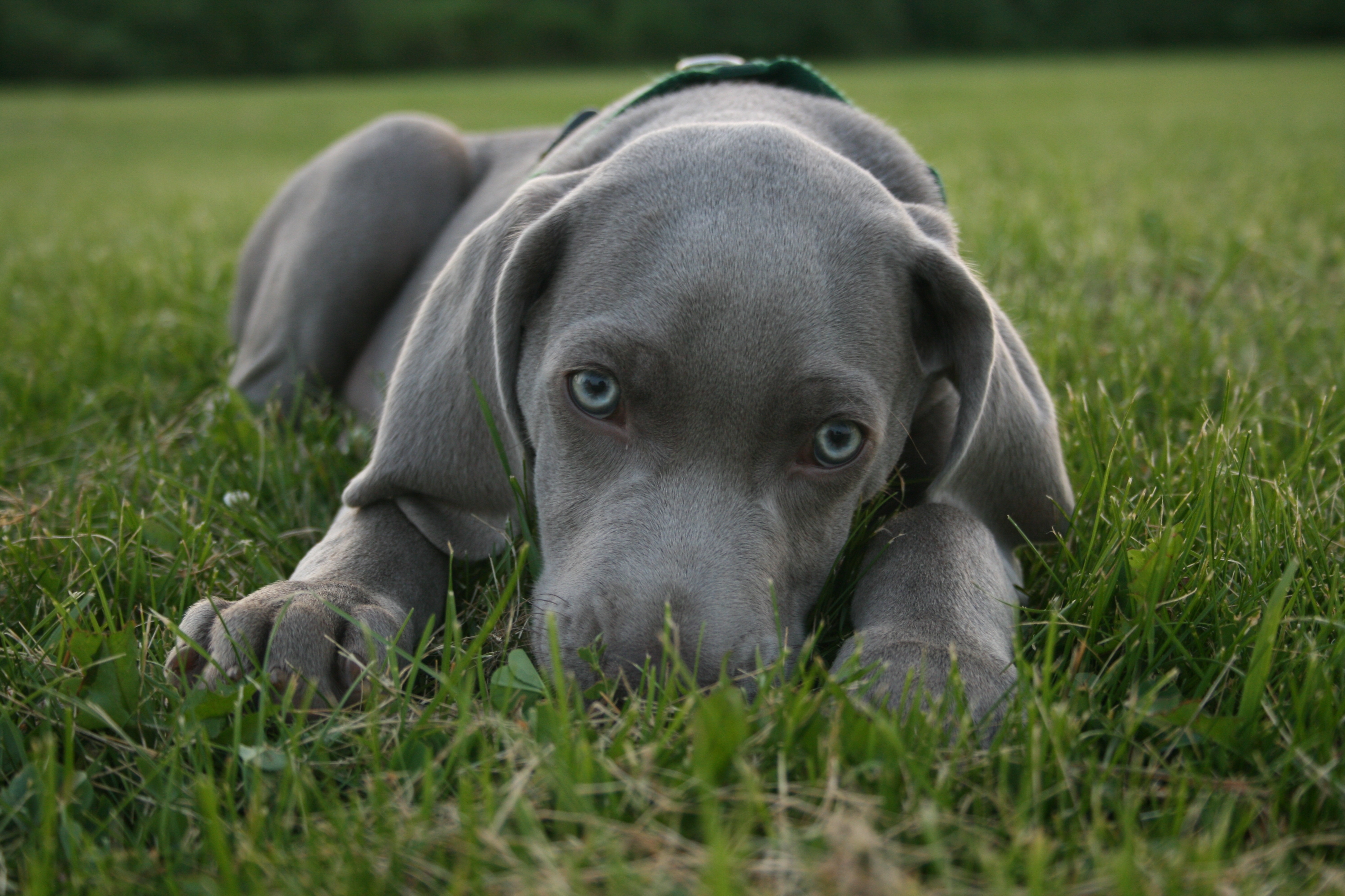 Nice Weimaraner - Dog Breed