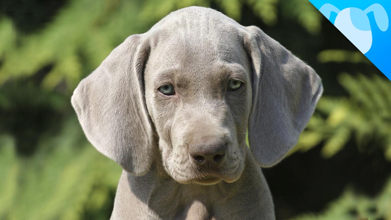 Cool Weimaraner - Dog Breed