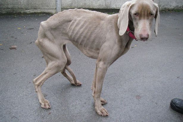 Pretty Weimaraner - Dog Breed