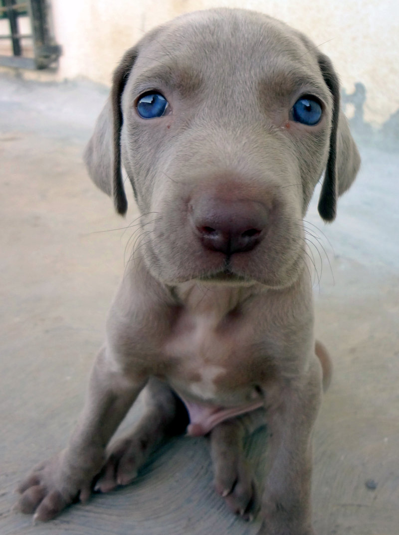 Cute Weimaraner - Dog Breed