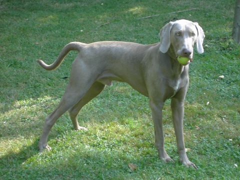 Wallpaper Weimaraner - Dog Breed