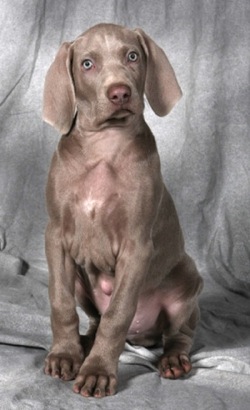 Photo Weimaraner - Dog Breed