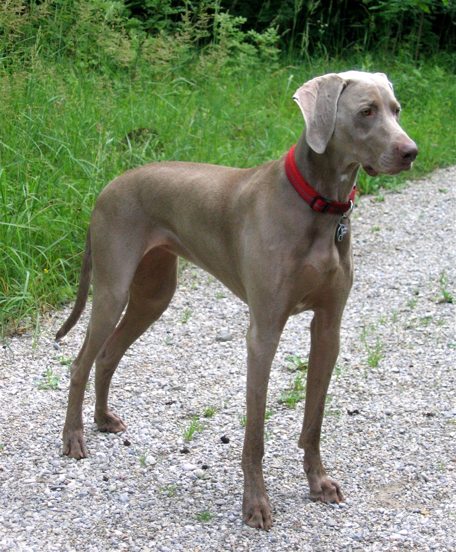 Weimaraner - Dog Breed wallpaper