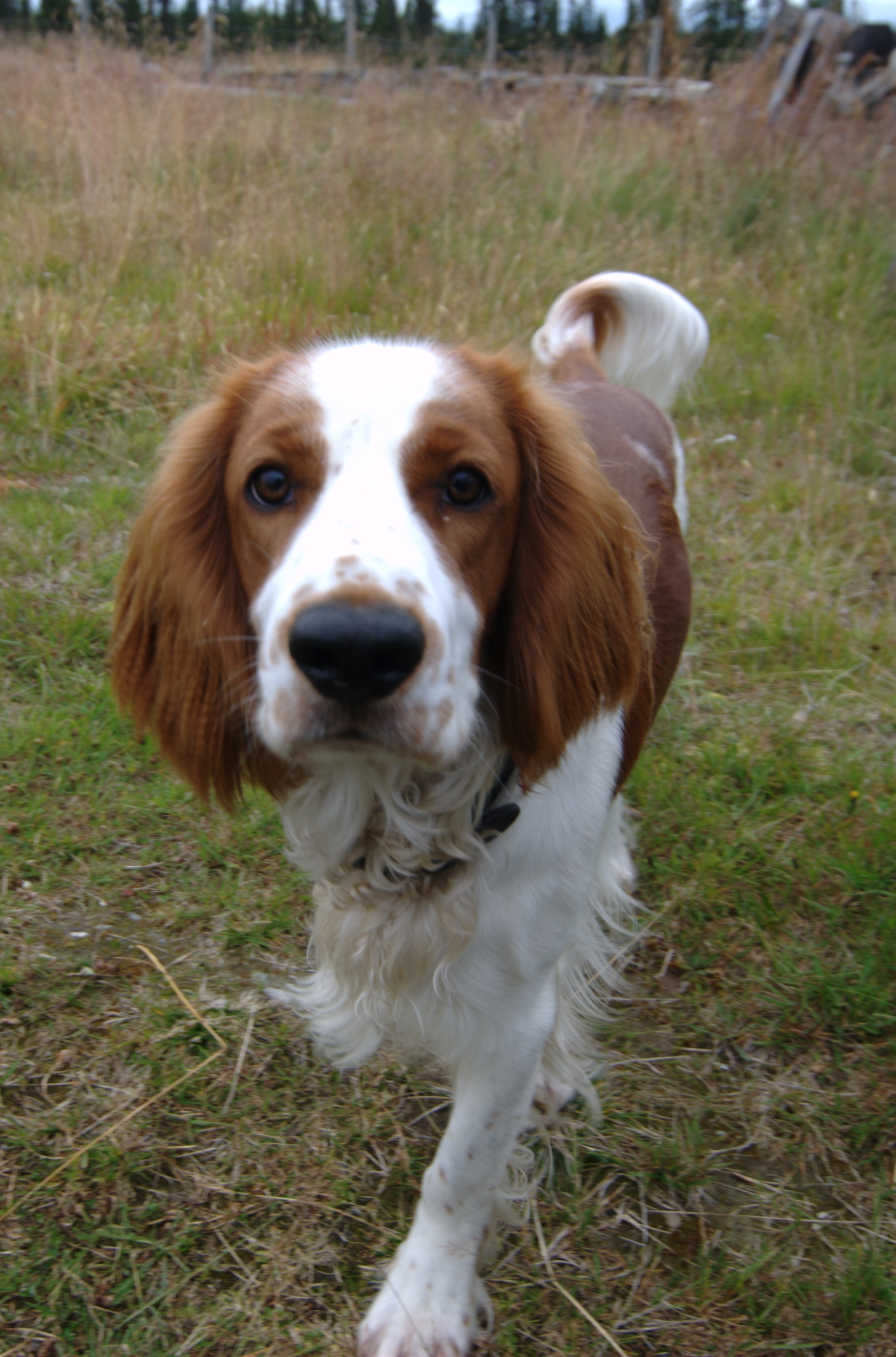 Nice Welsh Springer Spaniel - Dog Breed