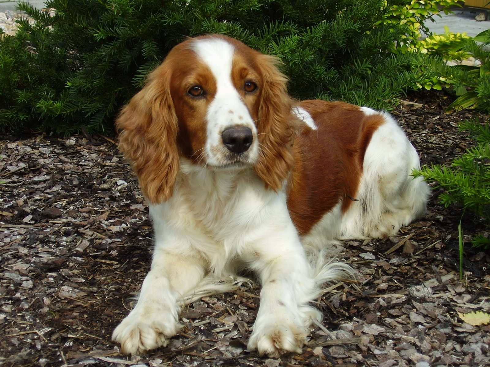 Cool Welsh Springer Spaniel - Dog Breed