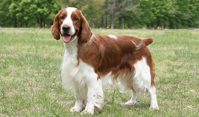 Pretty Welsh Springer Spaniel - Dog Breed