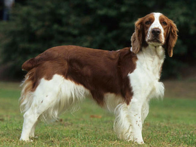 Cute Welsh Springer Spaniel - Dog Breed