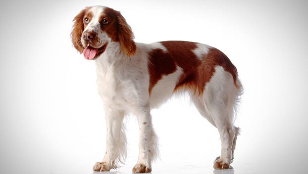 Wallpaper Welsh Springer Spaniel - Dog Breed