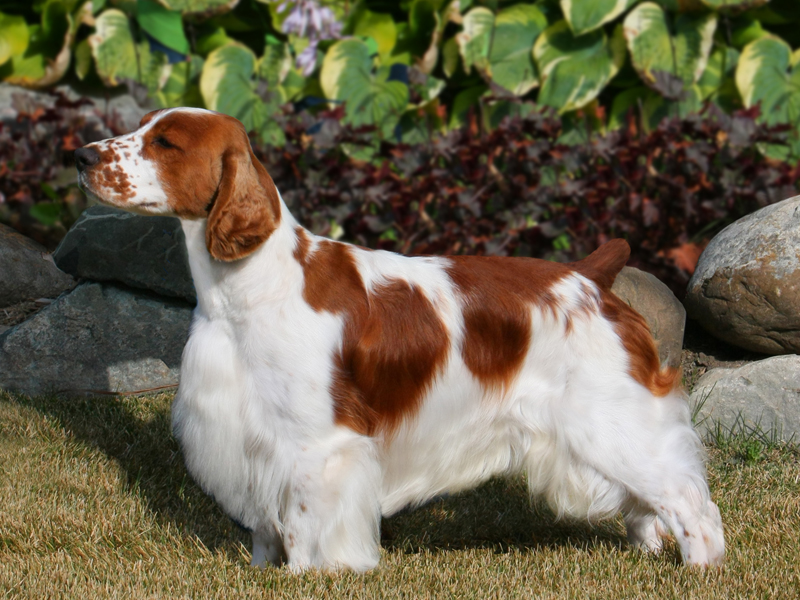 Welsh Springer Spaniel - Dog Breed photo 