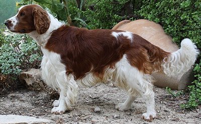 Welsh Springer Spaniel - Dog Breed wallpaper