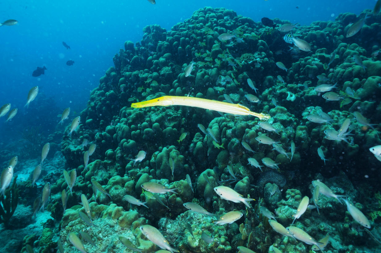 Pretty West Atlantic trumpetfish