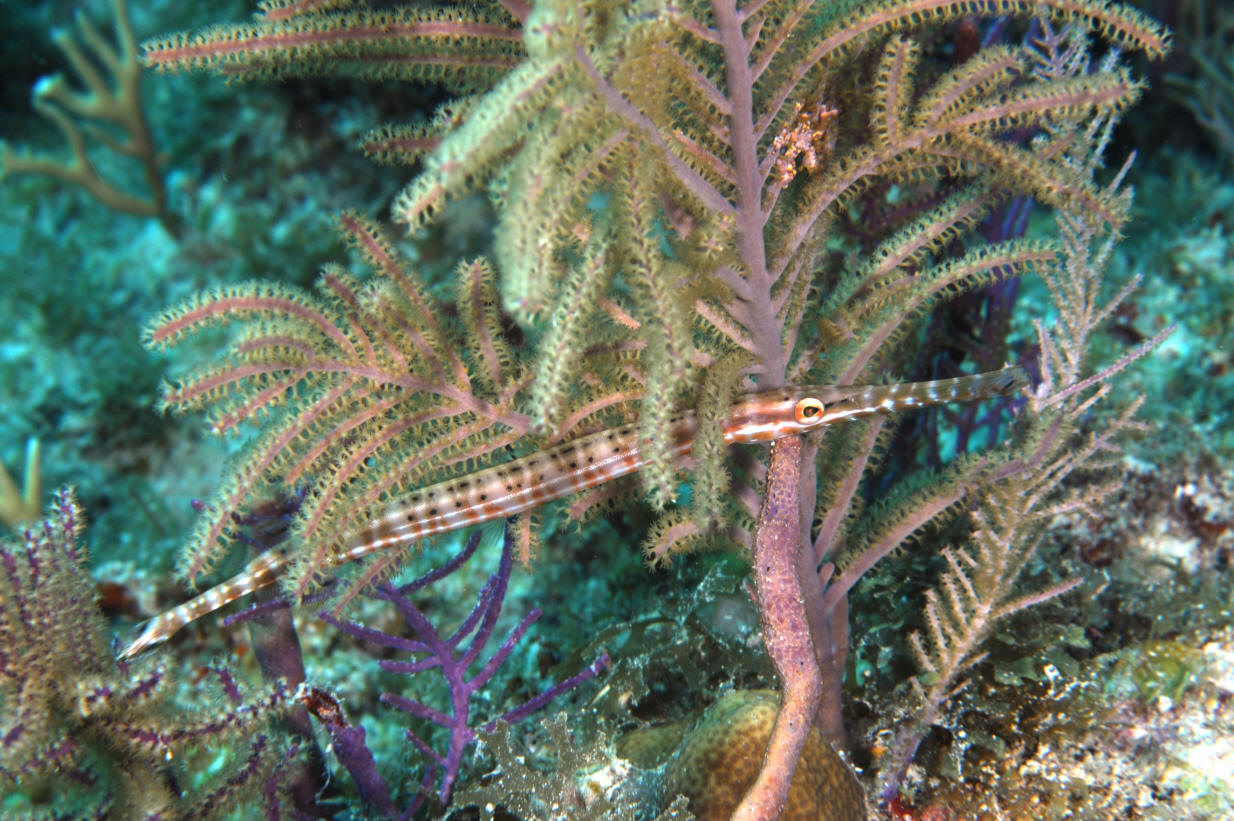 Pretty West Atlantic trumpetfish