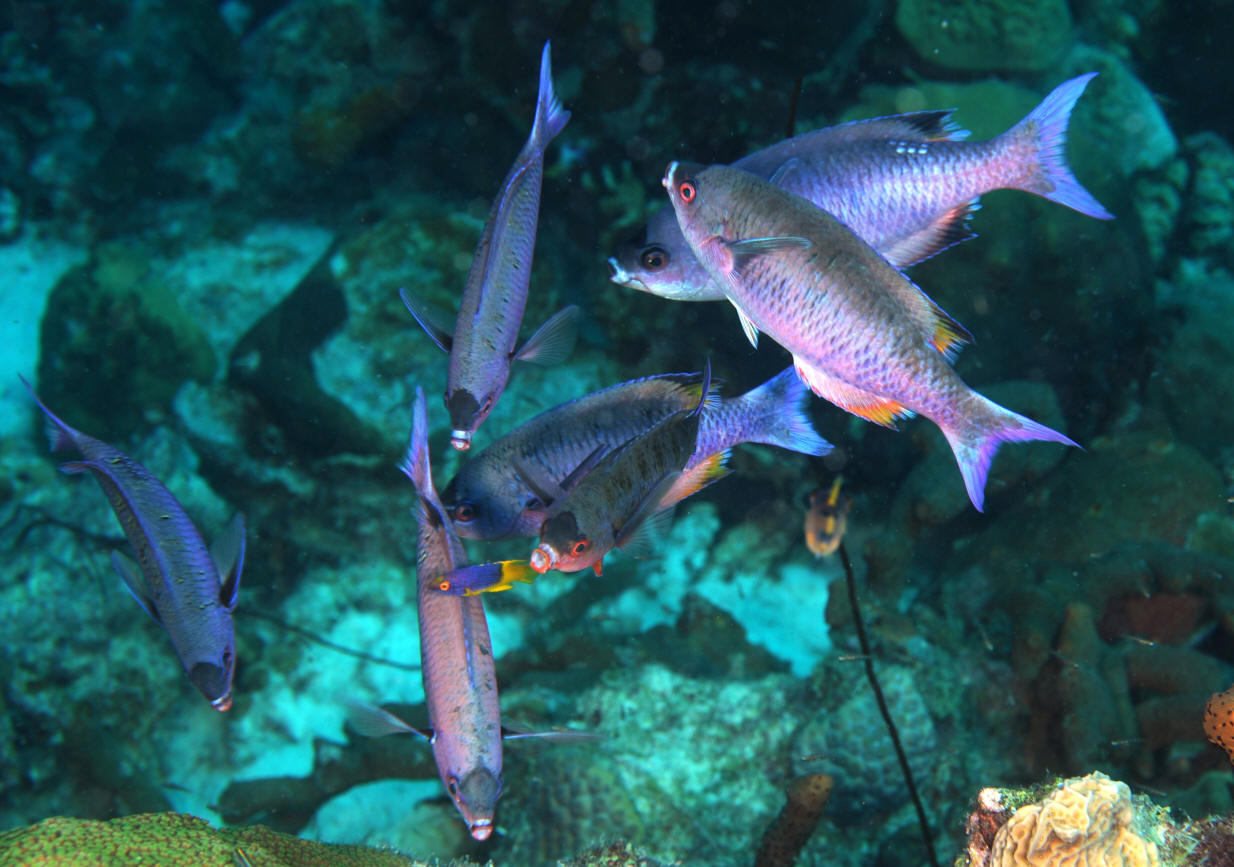 Pretty West Atlantic trumpetfish