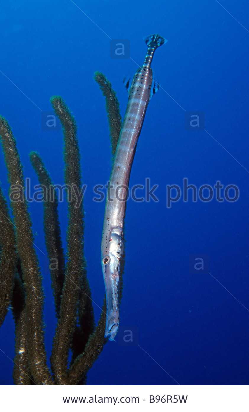 Pretty West Atlantic trumpetfish