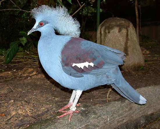Western crowned-pigeon