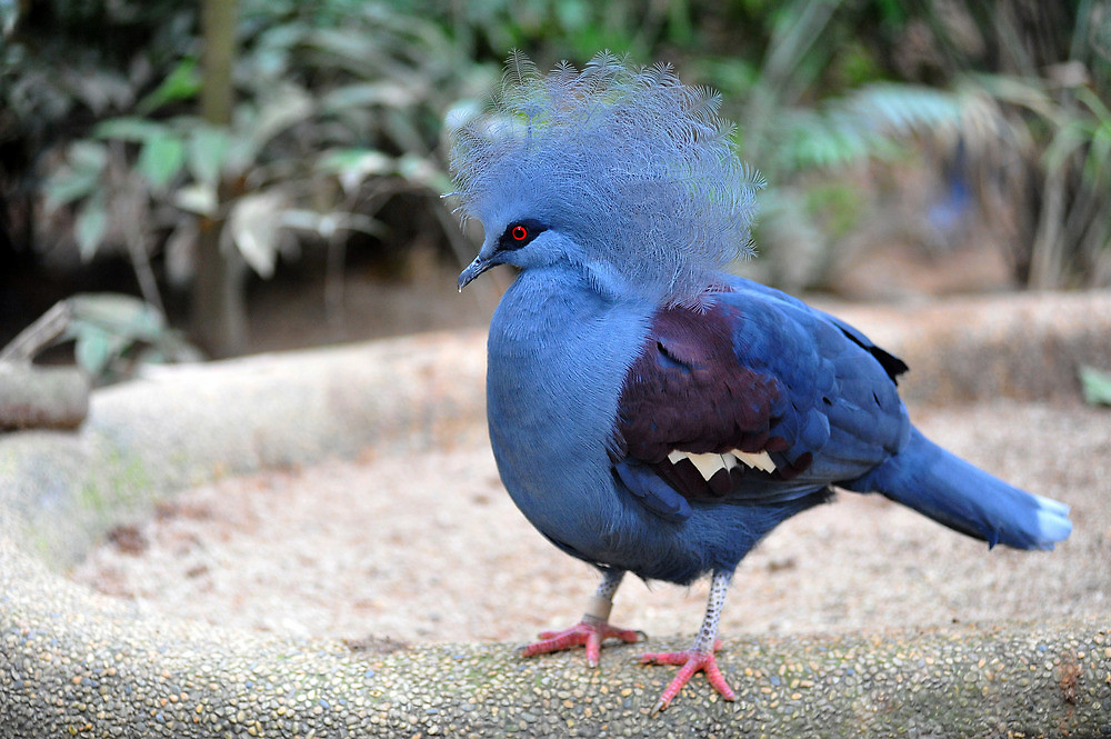 Pretty Western crowned-pigeon