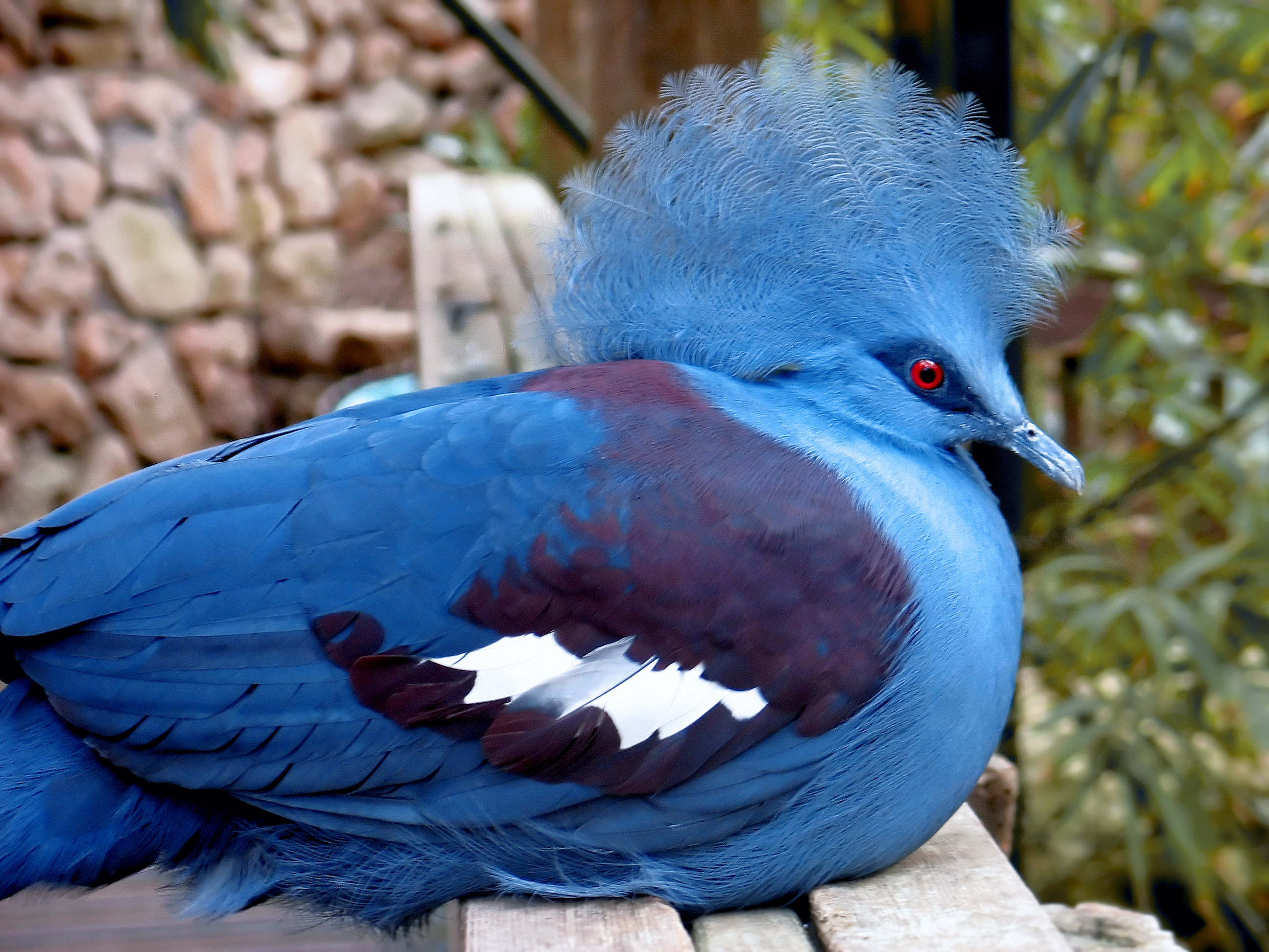 Pretty Western crowned-pigeon