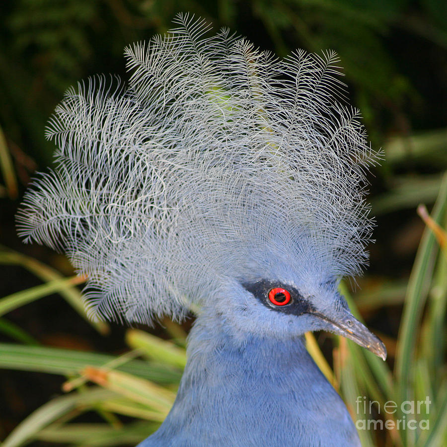 Pretty Western crowned-pigeon