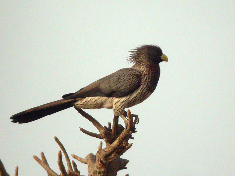 Pretty Western gray plantain-eater