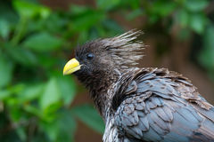Pretty Western gray plantain-eater